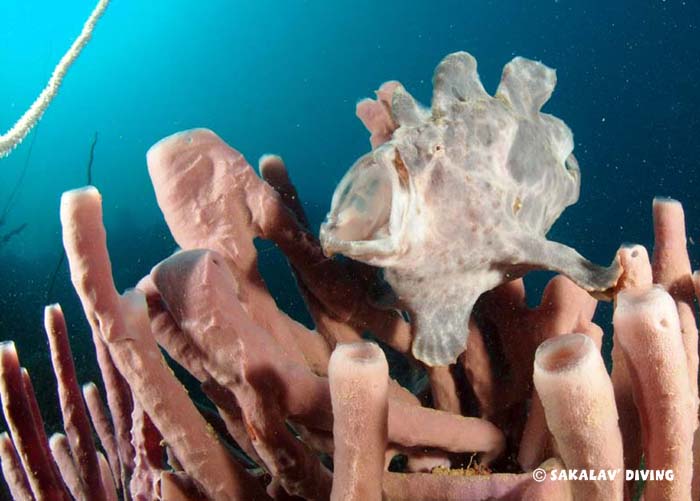 formation plongée photo et vidéo sous marine à Madagascar